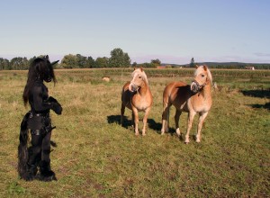 HorseyToll05